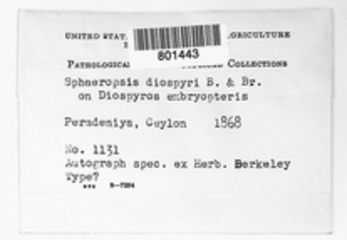 Aplosporella diospyri image